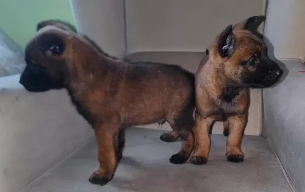 Malinois Belcika Koruma Kurdu Yavruları
