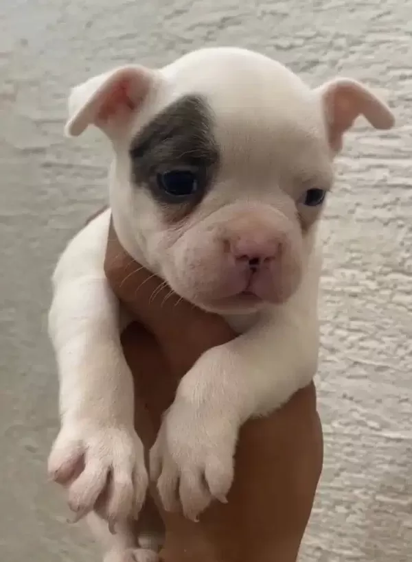 Ozel Renk Franch Bulldog Bebeklerim