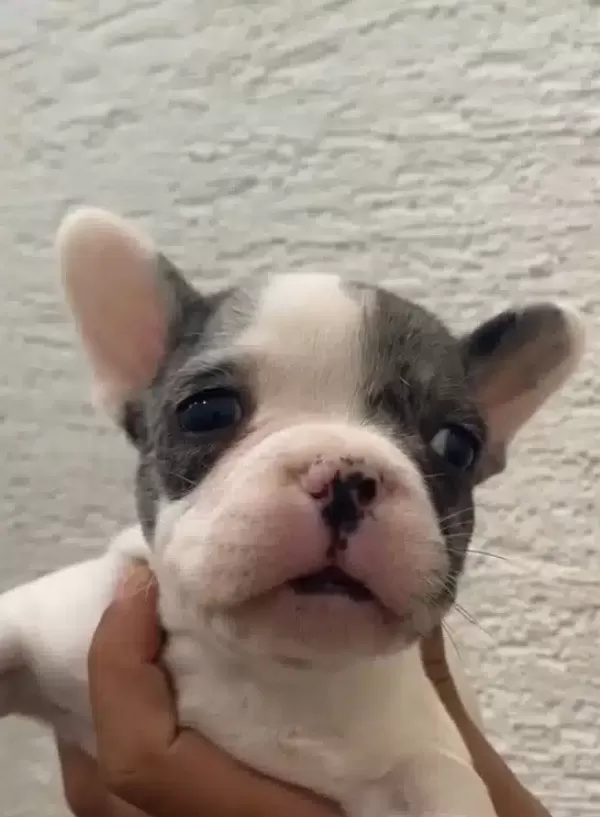 Ozel Renk Franch Bulldog Bebeklerim