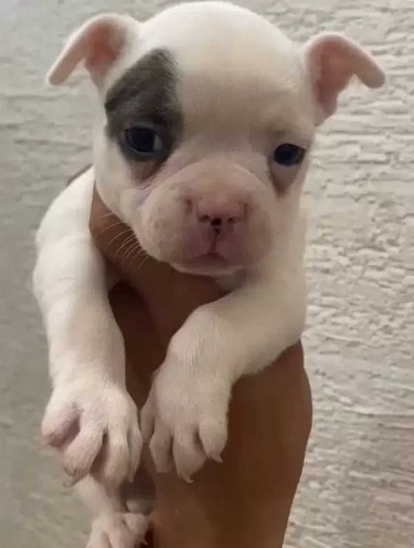 Ozel Renk Franch Bulldog Bebeklerim