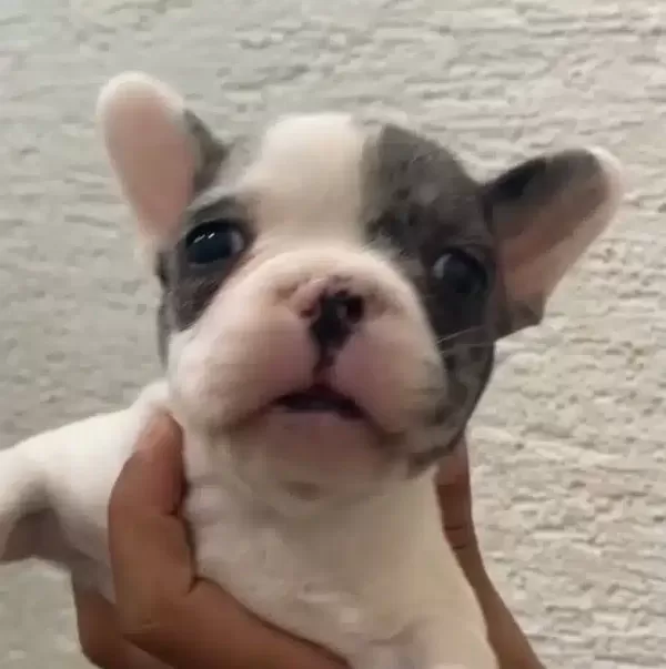 Ozel Renk Franch Bulldog Bebeklerim