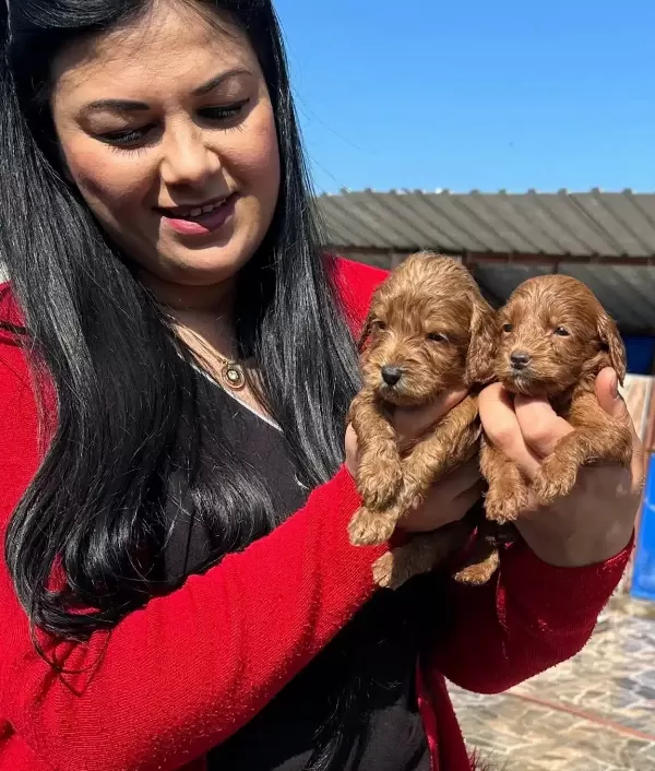 Bursa Osmangazi De Sosyal Kelebek Safkan Maltipoo