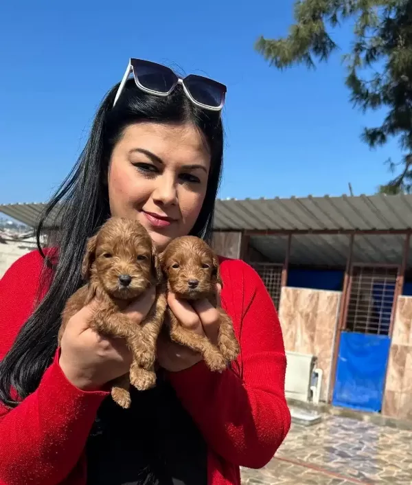 Bursa Osmangazi De Sosyal Kelebek Safkan Maltipoo