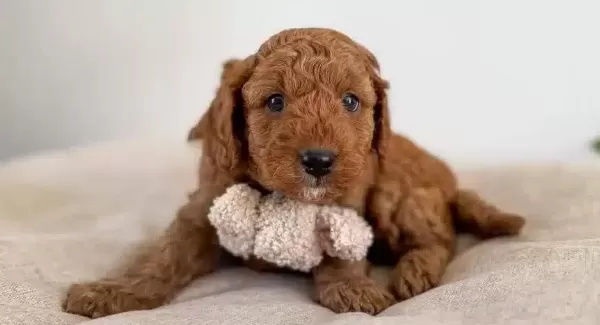 Orijinal Safkan Irk Ve Sağlık Garantili Toypoodle