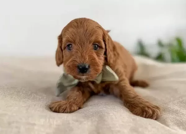 Orijinal Safkan Irk Ve Sağlık Garantili Toypoodle
