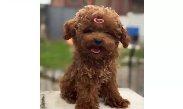 Dunya Guzeli Kızıl Pelus Safkan Toy Poodle