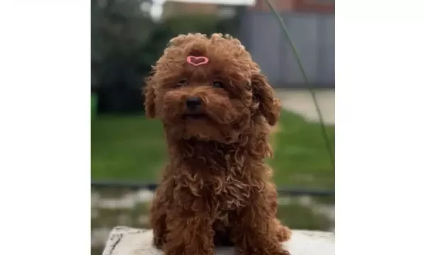 Dunya Guzeli Kızıl Pelus Safkan Toy Poodle