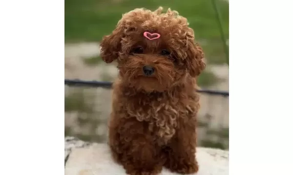 Dunya Guzeli Kızıl Pelus Safkan Toy Poodle