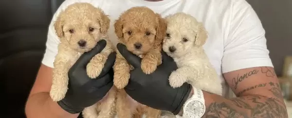 Safkan Maltipoo Yavruları
