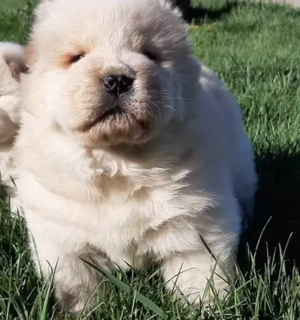 Beyaz Chow Chow Yavruları