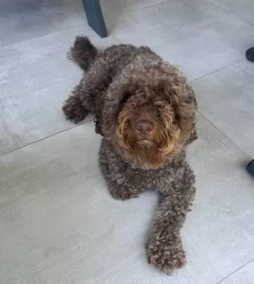 3 Yasında Eğitimli Dark Brown Poodle