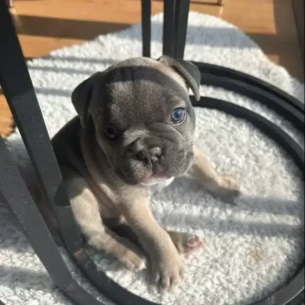 Blue Disi French Bulldog