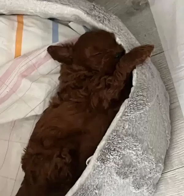 Poodle Formunda Kıvırcık Maltipoo