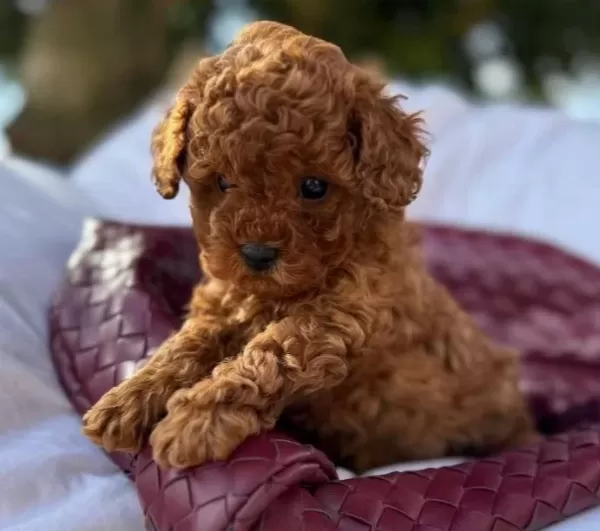 Fistik Toy Poodle bebeğimiz