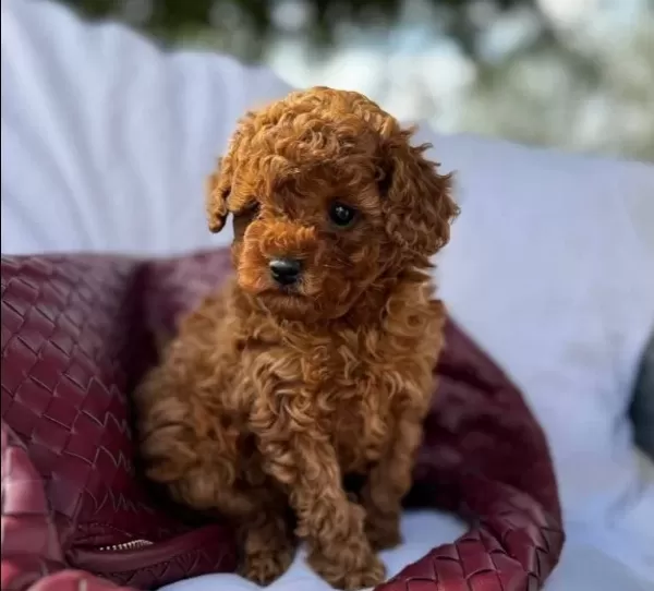 Fistik Toy Poodle bebeğimiz