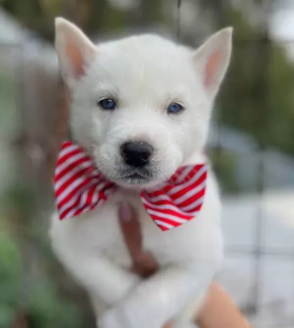Mavi Gozlu Beyaz Husky Yavruları