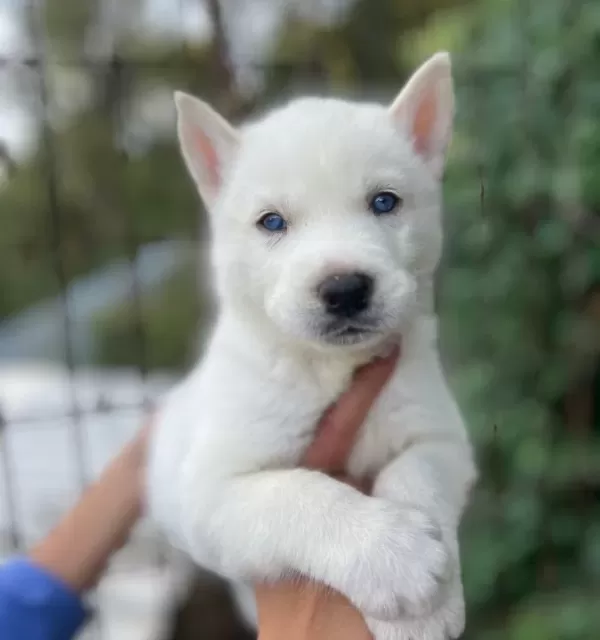 Mavi Gozlu Beyaz Husky Yavruları