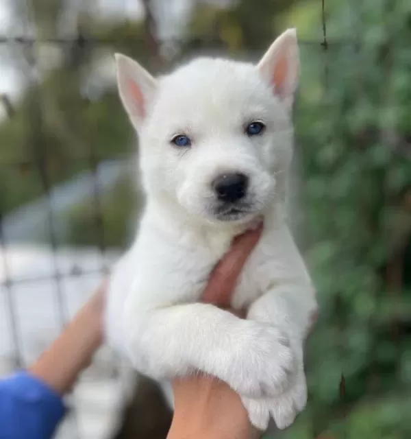 Mavi Gozlu Beyaz Husky Yavruları