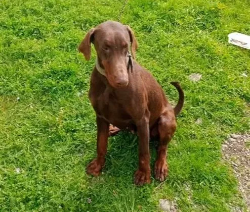 Bahceli Evlere Uyumlu Egitilmis Kahve Doberman