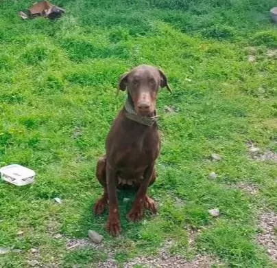 Bahceli Evlere Uyumlu Egitilmis Kahve Doberman