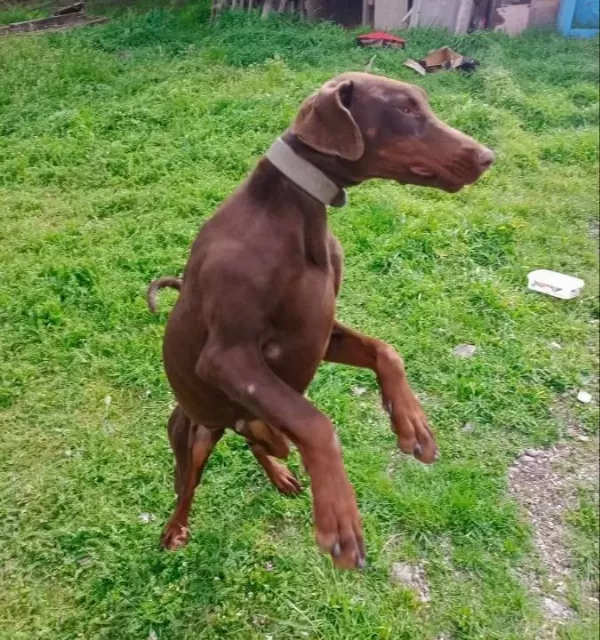 Bahceli Evlere Uyumlu Egitilmis Kahve Doberman