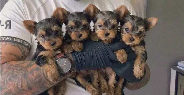 Sağlık Garantili 2 Aylık Mini Yorkshire Terrierler