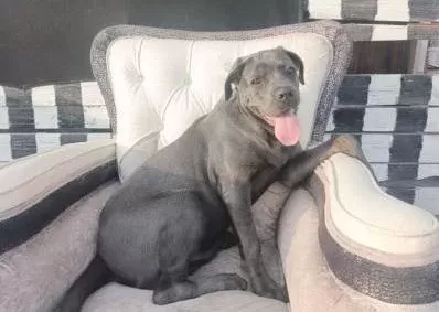 Eğitimli Cane Corso Blue
