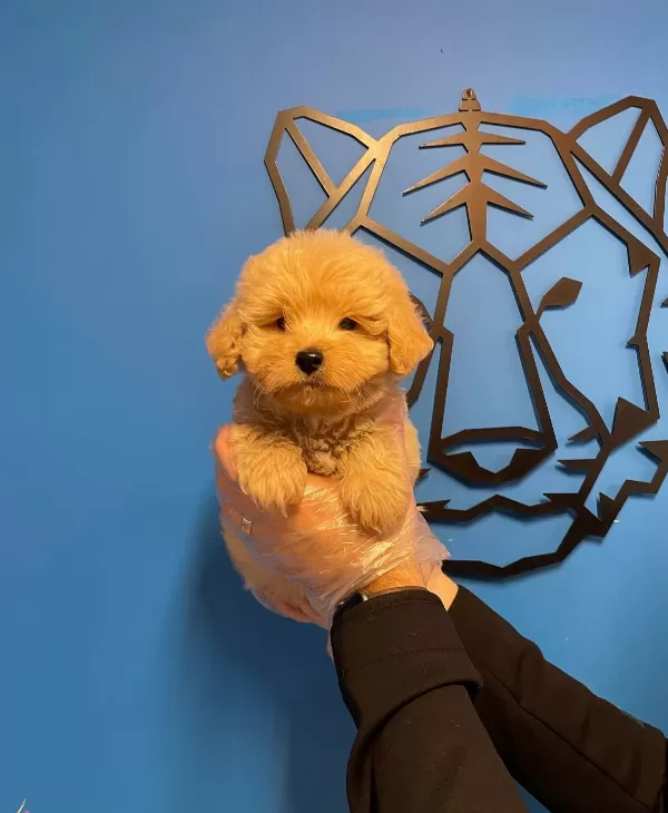 Gerçek Maltipoo Bebeklerimiz