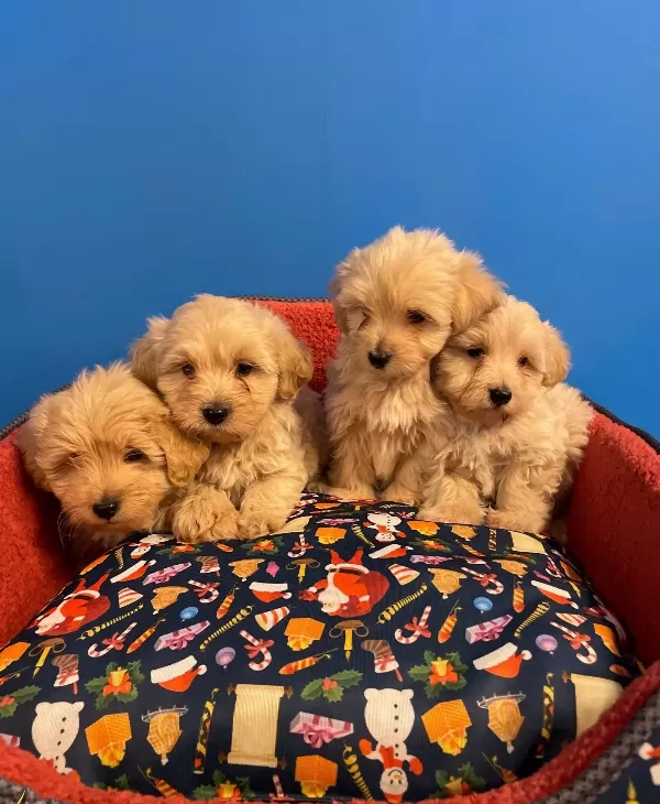 Gerçek Maltipoo Bebeklerimiz