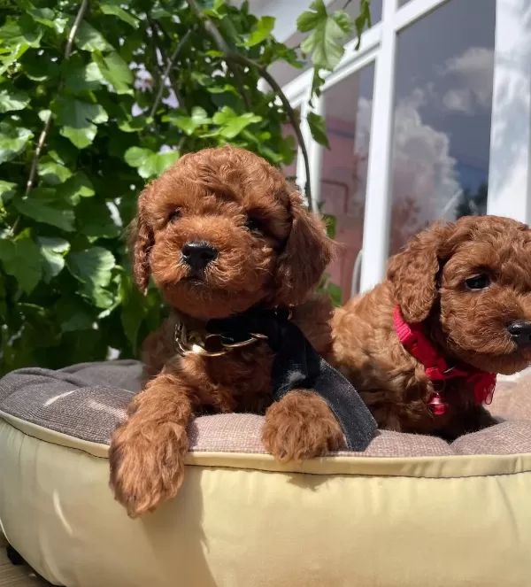 Ust Kalite Toy Poodle Yavruları