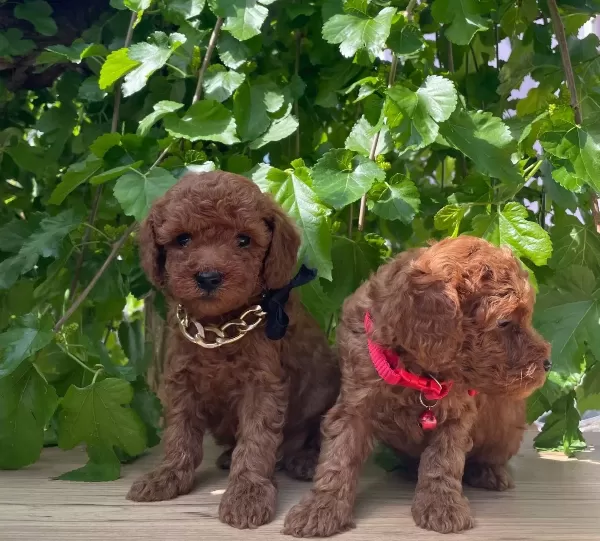 Ust Kalite Toy Poodle Yavruları