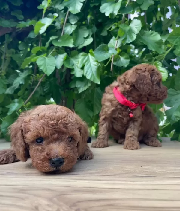 Ust Kalite Toy Poodle Yavruları
