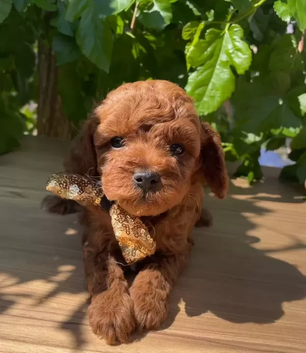Ust Kalite Toy Poodle Yavruları