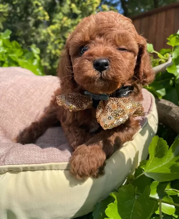 Ust Kalite Toy Poodle Yavruları