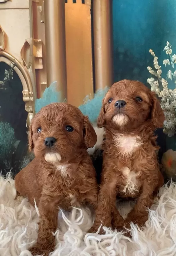 2 Aylık Cavapoo Yavruları