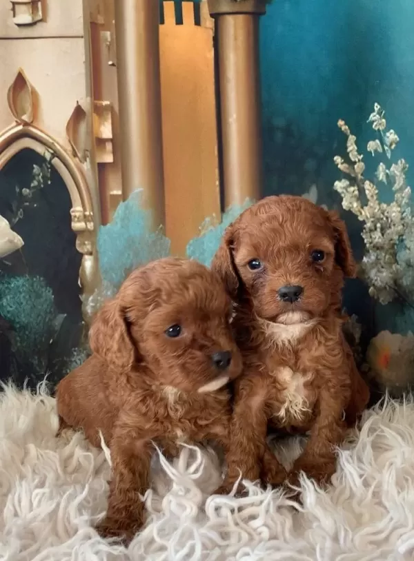 2 Aylık Cavapoo Yavruları