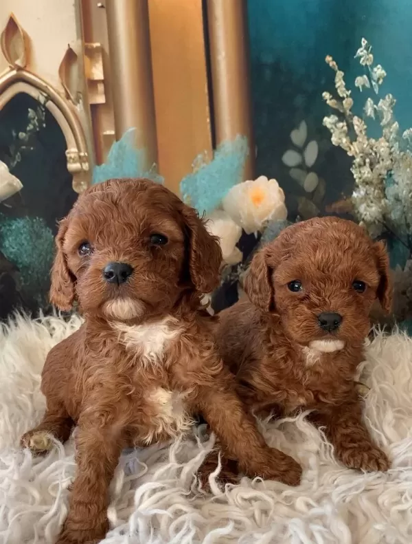 2 Aylık Cavapoo Yavruları