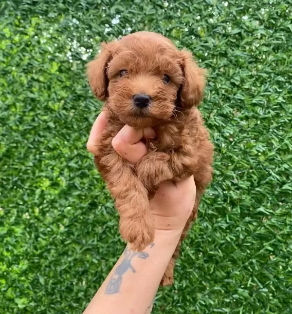 Original Teacup Minik Maltipoo