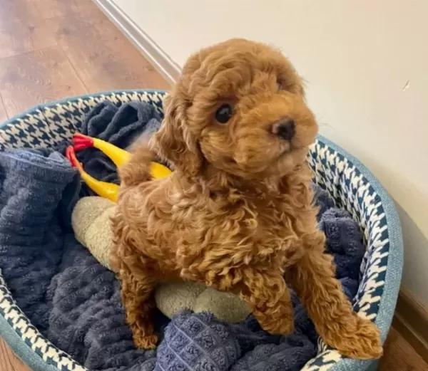 Kıvırcık Enerji Kupu Toy Poodle Yavruları