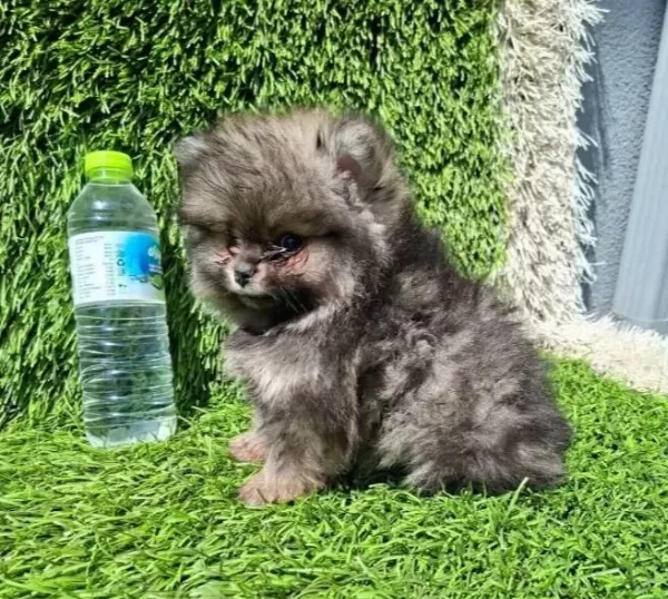 Pomeranian Boo Makyajsiz Fonsuz Trassiz
