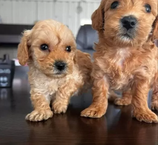 Buyumuycek Maltipoo Yavrularım