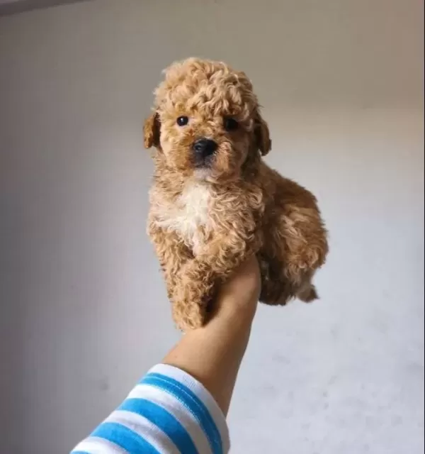 Maltipoo Yavrularımız