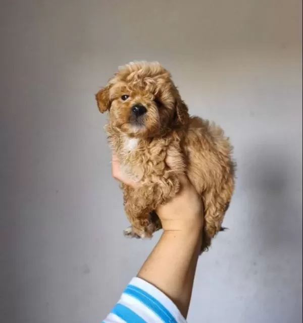 Maltipoo Yavrularımız
