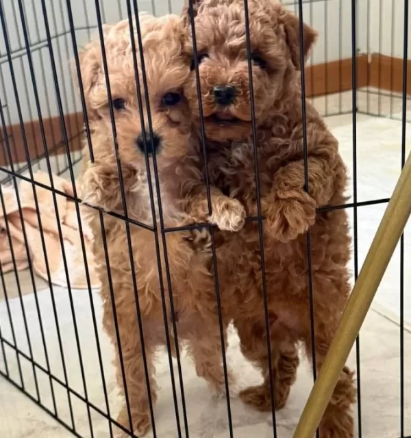 Toy Poodle Yavrular Yeni Yuvalarını Bekliyor