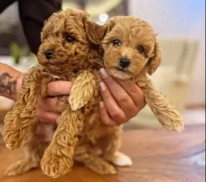 Toy Poodle Yavrular Yeni Yuvalarını Bekliyor
