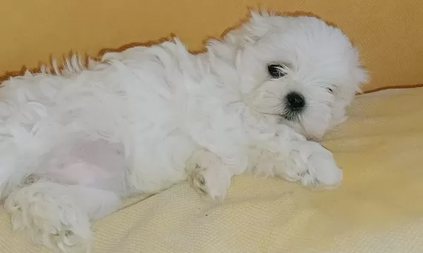 Kif Secere Anne Baba Canta Boy Maltese