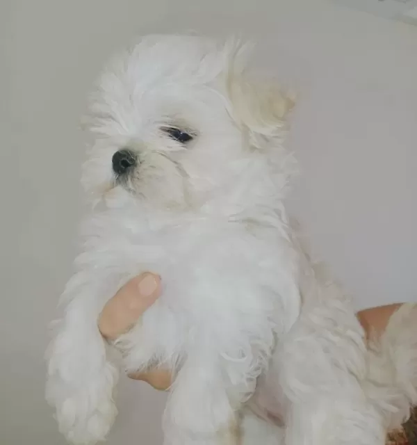 Kif Secere Anne Baba Canta Boy Maltese