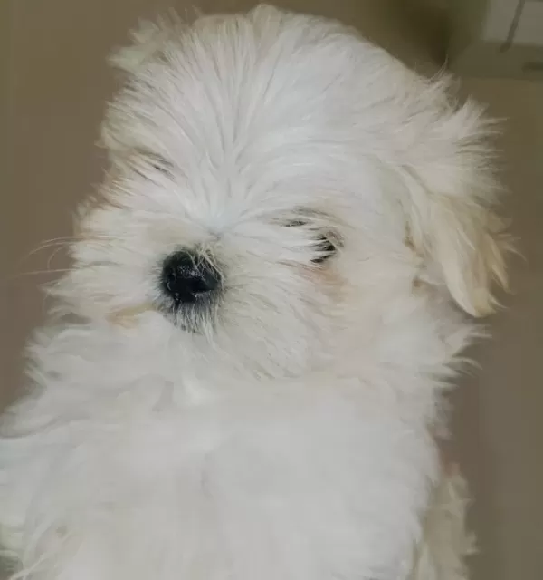 Kif Secere Anne Baba Canta Boy Maltese