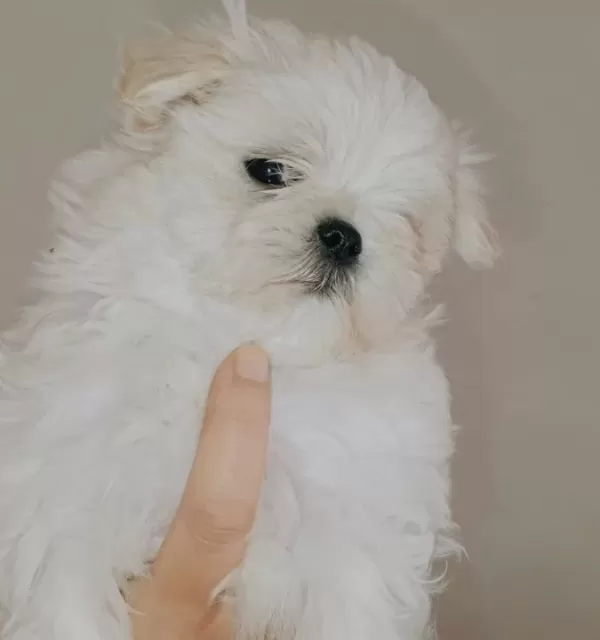Kif Secere Anne Baba Canta Boy Maltese