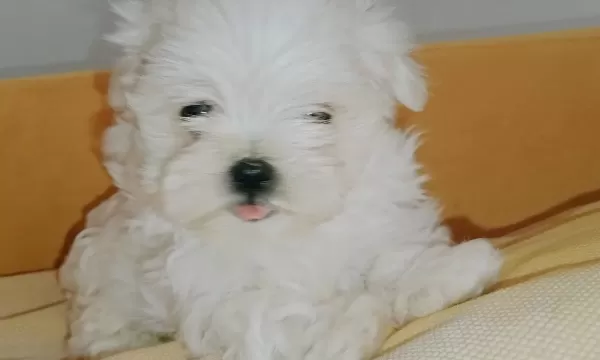 Kif Secere Anne Baba Canta Boy Maltese